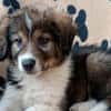 Honey💕Zuckermaus sucht ihre Familie