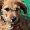 Wird Alessia Ihr neues Familiemmitglied?