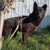 LESLY auf PS in 65594 Runkel