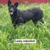 LESLY auf PS in 65594 Runkel