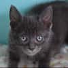 Coco (en cours d'adoption)