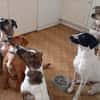 Djaro, le courageux