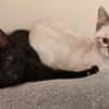 Ginny et Georgia