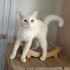 Abricot