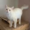 Abricot