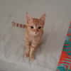 ALVIN