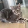 MONONOKÉ À ADOPTER AVEC UN CHAT DÉJÀ PRÉSENT CHEZ VOUS