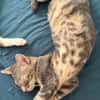 MONONOKÉ À ADOPTER AVEC UN CHAT DÉJÀ PRÉSENT CHEZ VOUS