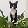 CHIHIRO À ADOPTER AVEC UN CHAT DÉJÀ PRÉSENT CHEZ VOUS