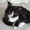 CHIHIRO À ADOPTER AVEC UN CHAT DÉJÀ PRÉSENT CHEZ VOUS