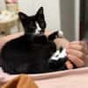 CHIHIRO À ADOPTER AVEC UN CHAT DÉJÀ PRÉSENT CHEZ VOUS
