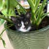 CHIHIRO À ADOPTER AVEC UN CHAT DÉJÀ PRÉSENT CHEZ VOUS