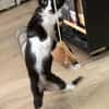 CHIHIRO À ADOPTER AVEC UN CHAT DÉJÀ PRÉSENT CHEZ VOUS