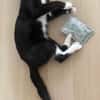 CHIHIRO À ADOPTER AVEC UN CHAT DÉJÀ PRÉSENT CHEZ VOUS
