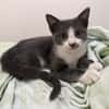 ARRIETY À ADOPTER AVEC UN CHAT DÉJÀ PRÉSENT CHEZ VOUS