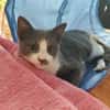 ARRIETY À ADOPTER AVEC UN CHAT DÉJÀ PRÉSENT CHEZ VOUS