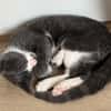 ARRIETY À ADOPTER AVEC UN CHAT DÉJÀ PRÉSENT CHEZ VOUS