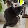 ARRIETY À ADOPTER AVEC UN CHAT DÉJÀ PRÉSENT CHEZ VOUS