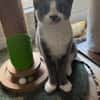 ARRIETY À ADOPTER AVEC UN CHAT DÉJÀ PRÉSENT CHEZ VOUS