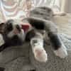 ARRIETY À ADOPTER AVEC UN CHAT DÉJÀ PRÉSENT CHEZ VOUS