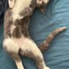 ARRIETY À ADOPTER AVEC UN CHAT DÉJÀ PRÉSENT CHEZ VOUS