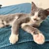 ARRIETY À ADOPTER AVEC UN CHAT DÉJÀ PRÉSENT CHEZ VOUS