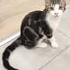 KANTO À ADOPTER AVEC UN CHAT DÉJÀ PRÉSENT CHEZ VOUS