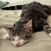 KANTO À ADOPTER AVEC UN CHAT DÉJÀ PRÉSENT CHEZ VOUS