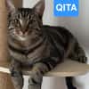 QITA À ADOPTER AVEC UN COPAIN CHAT