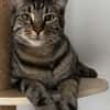 QITA À ADOPTER AVEC UN COPAIN CHAT
