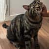 QITA À ADOPTER AVEC UN COPAIN CHAT