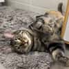 QITA À ADOPTER AVEC UN COPAIN CHAT
