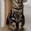 QITA À ADOPTER AVEC UN COPAIN CHAT