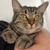 QITA À ADOPTER AVEC UN COPAIN CHAT