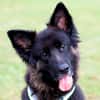 FRANEK, ein toller Hund, der Geborgenheit sucht