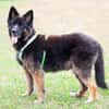 FRANEK, ein toller Hund, der Geborgenheit sucht