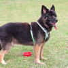 FRANEK, ein toller Hund, der Geborgenheit sucht
