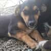 Mimi  kleine Hundedame sucht ihr Zuhause