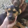 Mimi  kleine Hundedame sucht ihr Zuhause