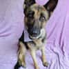Aria -Bezaubernde Hundedame sucht liebevolles Zuhause!