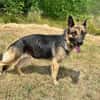 Aria -Bezaubernde Hundedame sucht liebevolles Zuhause!
