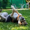 SERVUS MAX, ein Herzenshund sucht sein Glück