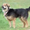 SERVUS MAX, ein Herzenshund sucht sein Glück