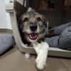Ernie  gutmütig, freundlich und voller Lebensfreude