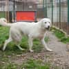 YORU  Sensibler Hundejunge hat große Fortschritte gemacht