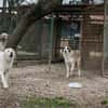 YORU  Sensibler Hundejunge hat große Fortschritte gemacht