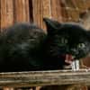 Katzenkind Rüdiger