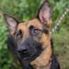NAYRA  Sanfter Schäferhund-Mix sucht ihre Herzensmenschen