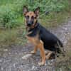 NAYRA  Sanfter Schäferhund-Mix sucht ihre Herzensmenschen