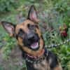 NAYRA  Sanfter Schäferhund-Mix sucht ihre Herzensmenschen